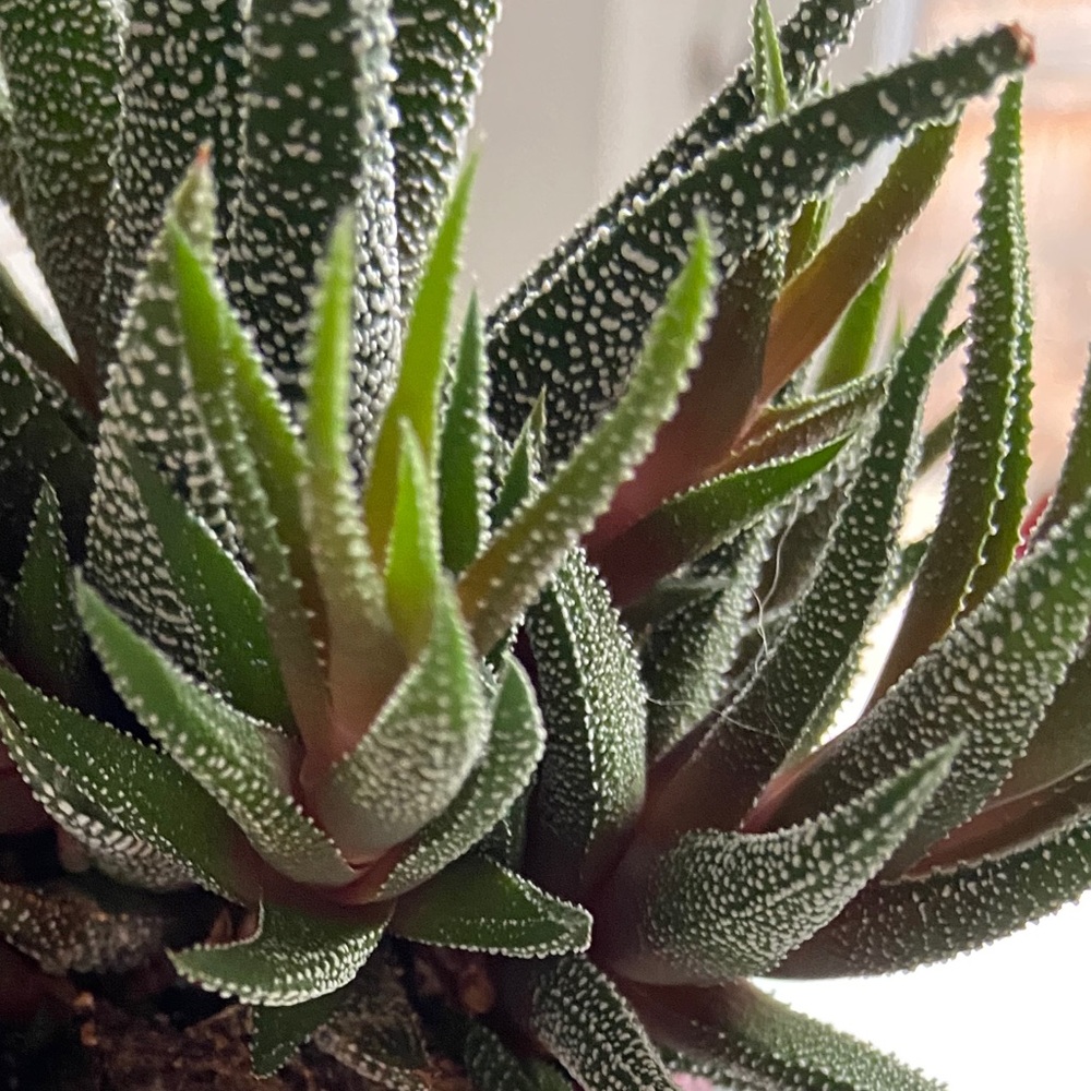 Meet your Posher, Teresa